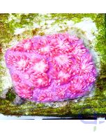 Goniopora Ultra Pink
