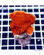 Montipora capricornis Rot