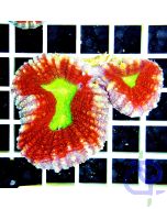 Lobophyllia Splitcolor Premium