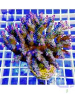 Acropora nana SPS Koralle