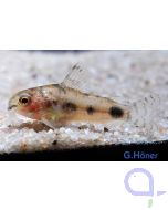 Schachbrett Zwergpanzerwels - Corydoras habrosus