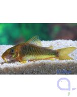 Gelbflossen-Panzerwels - Corydoras melanotaenia