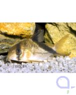 Kopfbinden-Panzerwels - Corydoras melini