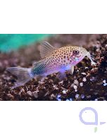 Similis Panzerwels - Corydoras similis