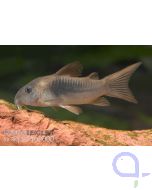 Metallpanzerwels - Corydoras aeneus