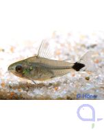 Sichelfleck-Zwergpanzerwels - Corydoras hastatus