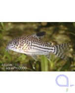 Julii-Panzerwels - Corydoras julii