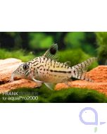 Leopard Panzerwels - Corydoras leopardus - Corydoras trilineatus