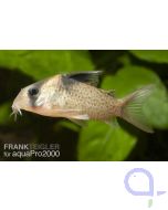 Schwarzbinden Panzerwels - Hoplisoma (Corydoras) melanistius 