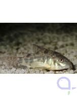 Marmorierter Panzerwels - Corydoras paleatus