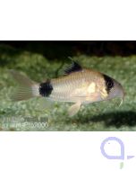 Panda-Panzerwels - Corydoras panda - DNZ