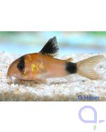Panda-Panzerwels - Hoplisoma (Corydoras) panda