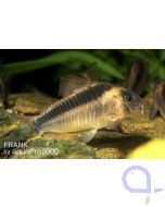 Rostpanzerwels - Corydoras rabauti