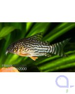 Sterbas Panzerwels - Corydoras sterbai Nachzucht