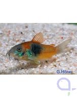 Orangegrüner Venezuela-Panzerwels - Corydoras venezuelanus