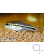 Zwergpanzerwels - Corydoras pygmaeus