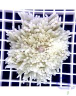 Heteractis malu - Hawaii-Anemone weiß / creme