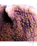 Montipora peltiformis "Creme-Purple" #33