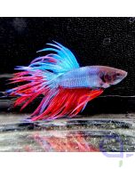 Kampffisch Crowntail "Bicolor" - Betta splendens