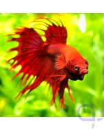 Kampffisch Crowntail Rot - Männchen - Betta splendens