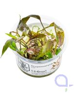 Rotala rotundifolia 'Blood Red' - Blutrote Rotala -1-2 Grow