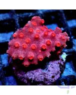 Cyphastrea - Rot
