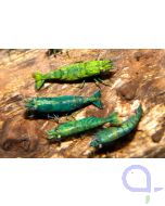 Goldgelbe Tigergarnele - Tangerine Tiger - Caridina mariae