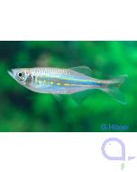 Malabarbärbling - Devario / Danio aequipinnatus 