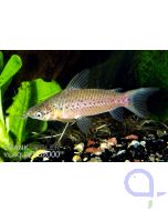 Torpedo-Schwielenwels - Dianema longibarbis