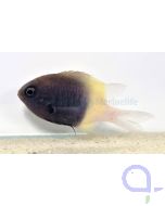 Chromis dimidiata - Zweifarben-Schwalbenschwanz