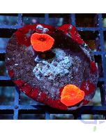 Discosoma - The double Clam #R36