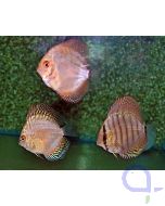 Diskus Diskus Mix 5-6 cm - 6er Set - Symphysodon aequifasciatus