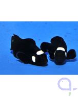 Amphiprion ocellaris - Zuchtform Domino - PAAR