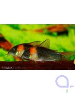 Dreieckspanzerwels - Corydoras eques DNZ 