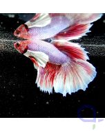 Kampffisch Dumbo Ear "Pink Premium" - Betta splendens