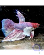 Kampffisch Dumbo Ear "Red Face" - Betta splendens