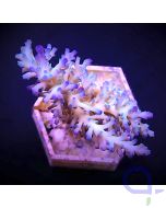 Acropora echinata - Ice Fire