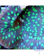 Echinopora lamellosa - Ableger