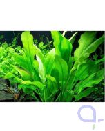 Echinodorus bleherae - Amazonas-Schwertpflanze Bund