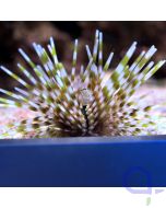 Echinothrix calamaris - Bleistift-Diademseeigel