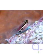 Ecsenius bimaculatus - Gestreifter Schleimfisch - Zweipunktblenni