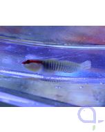 Bild 1 Elacatinus multifasciatus - Grünstreifen-Grundel