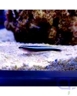 Elacatinus oceanops - Neongrundel - Putzergrundel - Nachzucht