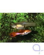 Endler Guppy - Roter Tiger - Poecilia wingei Paar