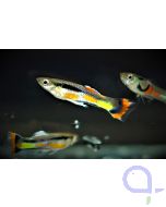 Endler Guppy Campoma Wildform (NZ) -Paar- Poecilia wingei