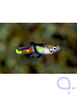 Endler Guppy El Tigre - PAAR - Poecilia wingei