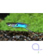 Endler Guppy Japan Blue -Paar- Poecilia wingei