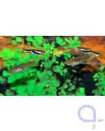 Endler Guppy - Poecilia wingei - PAAR