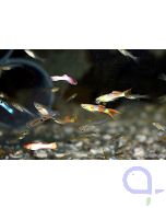 Endler Guppy Mix (M/F) 5 Paare - Poecilia wingei