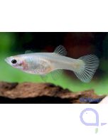 Endler Guppy Weibchen - Poecilia wingei